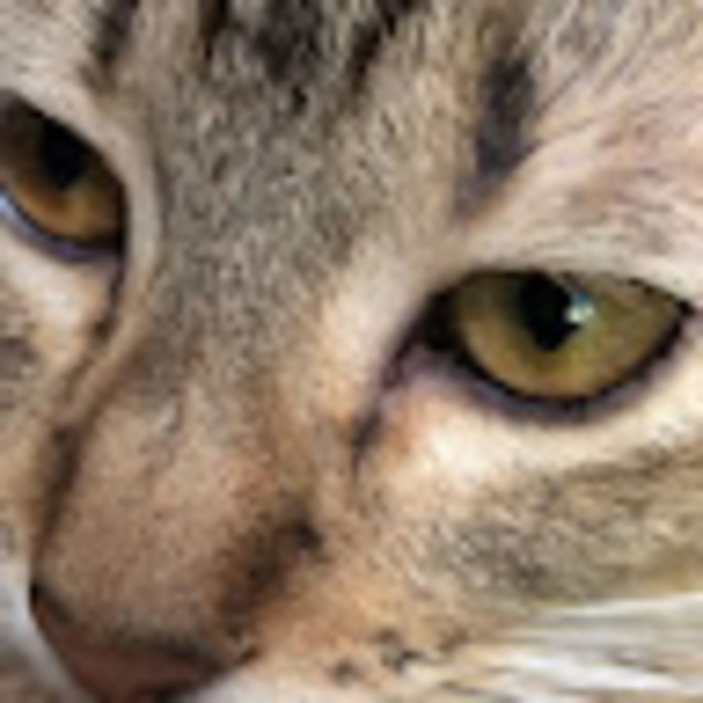 Meet your Posher, Angelika